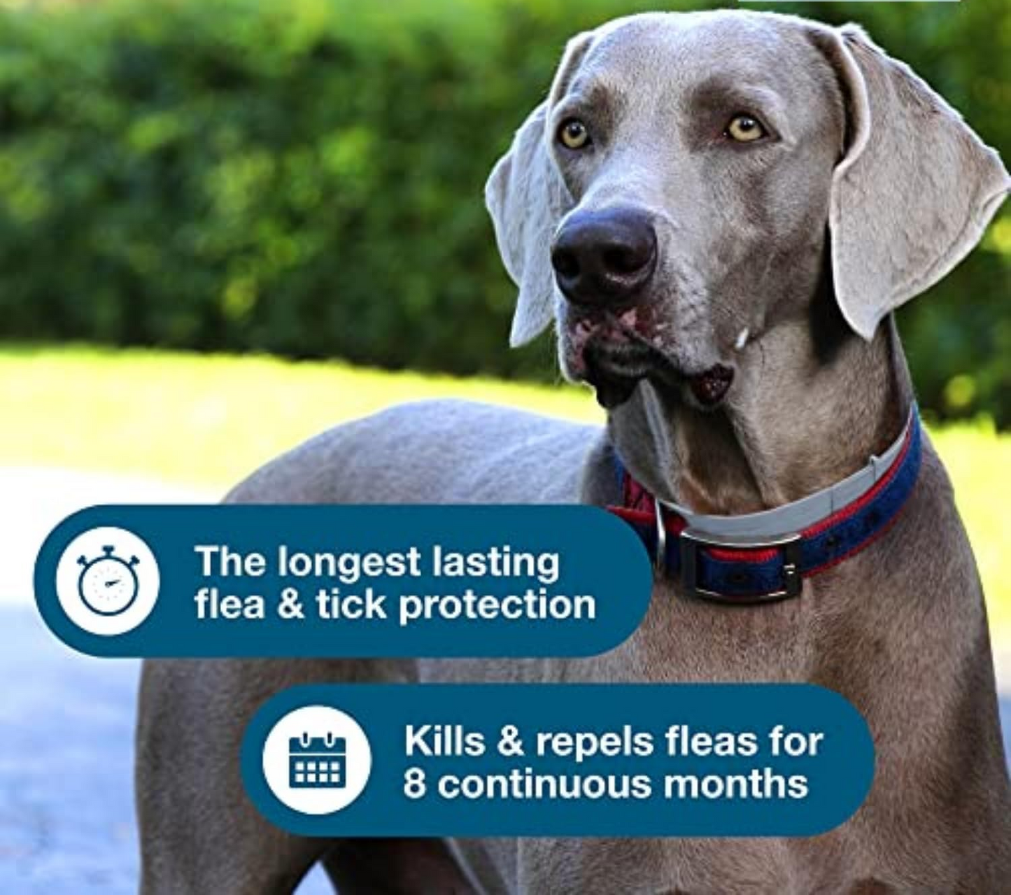 Dog Flea & Tick Collar – Vet-Recommended, 12-Month Protection