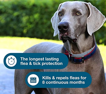 Dog Flea & Tick Collar – Vet-Recommended, 12-Month Protection